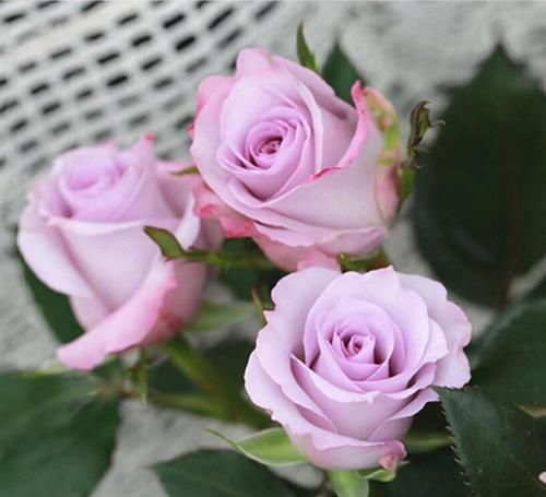  花朵|美艳动人的3款花，种植容易，花期几乎全年，观赏价值高