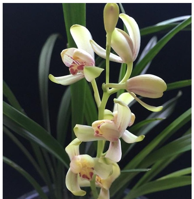 很多人说兰花难养，其实主要还是花友们不懂得一些”诊断“的方法