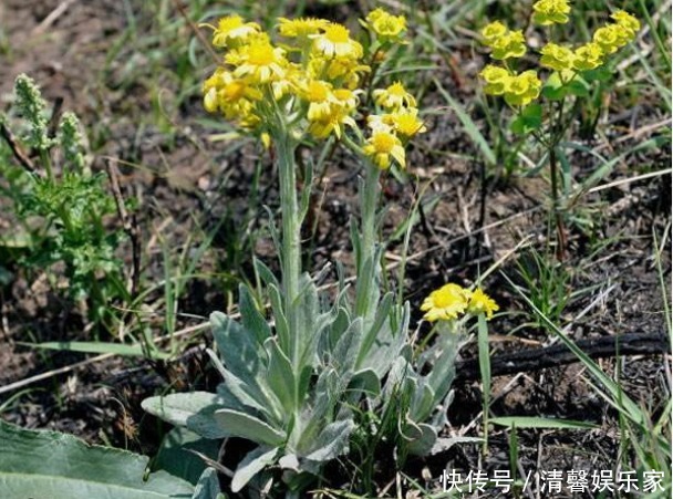 长相|乡下一种野草,长相似“狗舌头”,国外用来祭祀,如今是上好药材