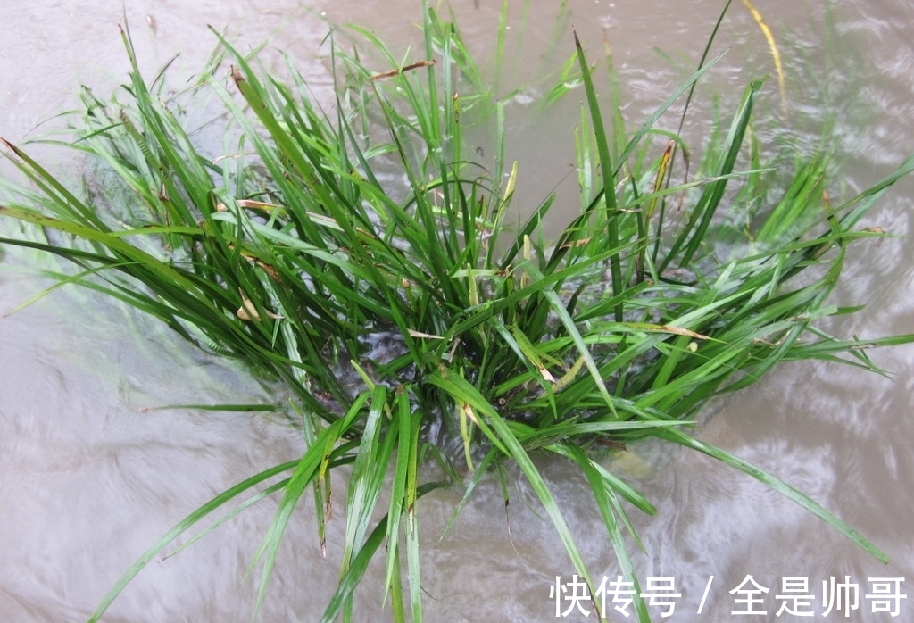 水缸|李时珍：“益五脏，通九窍”，石菖蒲用处多，价值珍贵，别被偷走