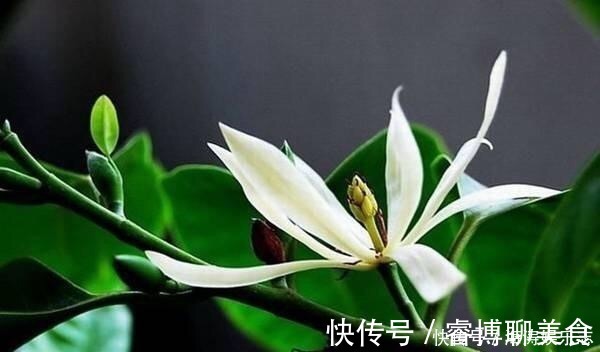 施肥|这花比茉莉还好闻,家里养一盆,花一开就是大半年!