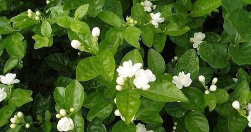 质量|养殖茉莉的正确方法,注意几点,让茉莉提高开花质量