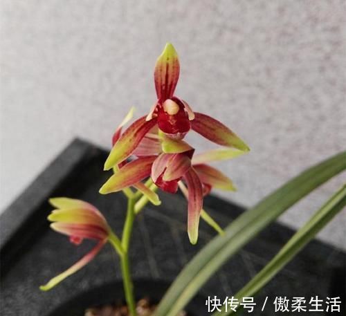 曾经价值千金的3款兰花，香味很浓，毫无缺点，四季表现都很优秀