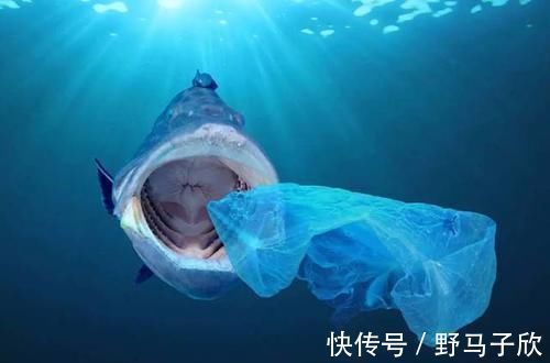 塑料袋|强制执行限塑令,大批商户有苦难言,有人发现了其中“商机”