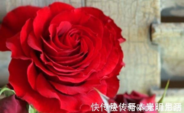 花型|3种花超让人喜欢，美若牡丹芍药，又美又香，花期长，盆栽也可以