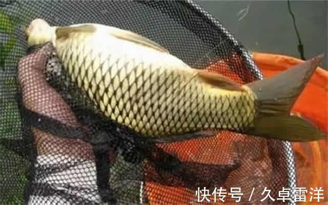 鲤鱼|晚秋野钓鲤鱼,用玉米还是蚯蚓,到底哪一种效果会更好