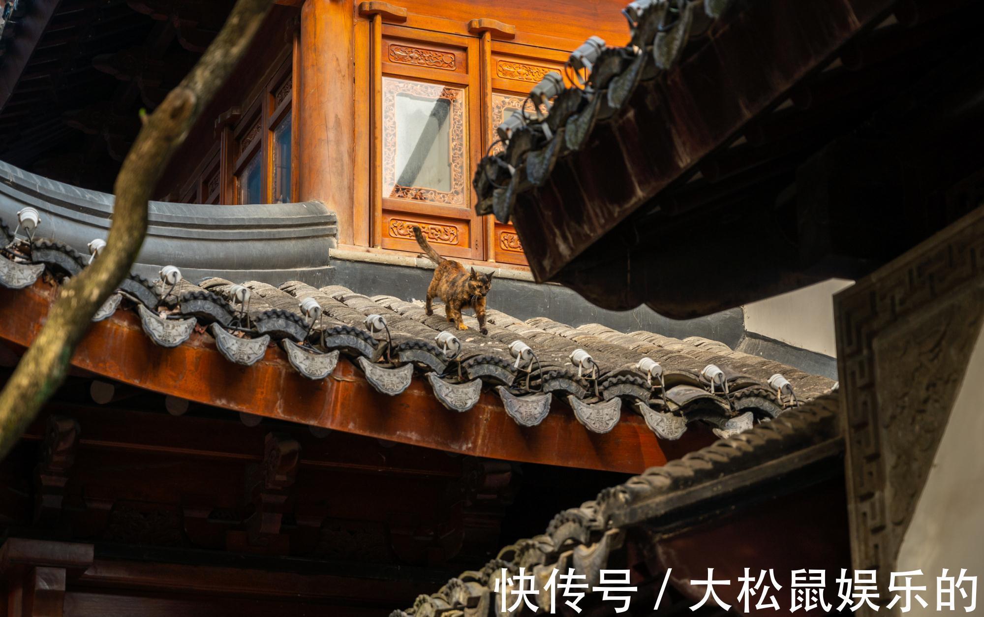 钟声！苏州千年古刹寒山寺，因一首唐诗而名扬天下，门票20元值得一去