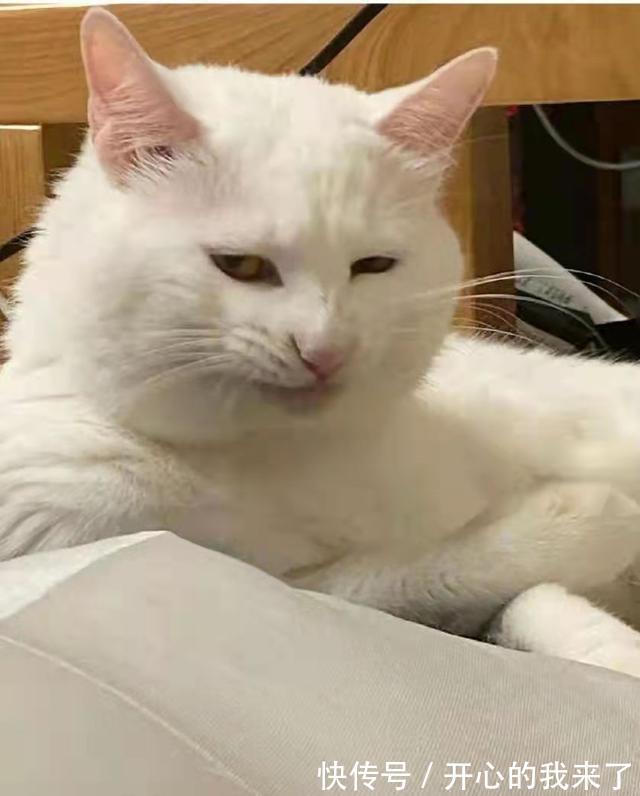 |搞笑猫咪:原以为猫很高冷,知道看到这些沙雕