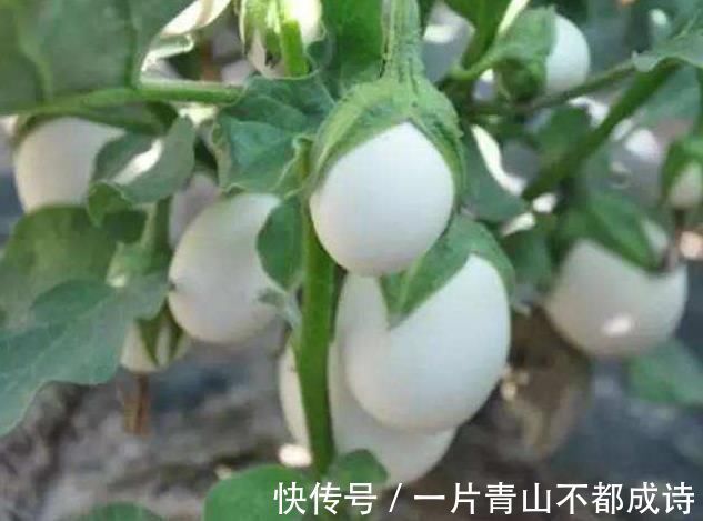 奶奶在花盆里种“鸡蛋、香蕉”，种一次能吃5个月，邻居都来学习