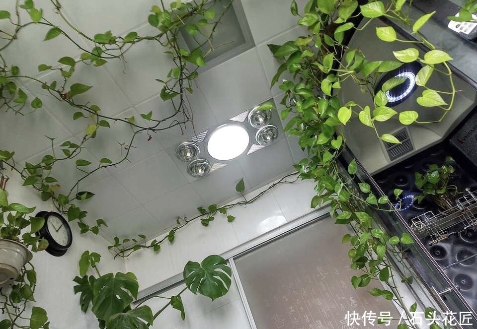 白掌|卫生间“潮湿、有异味”?养上6种花草,干净又清新
