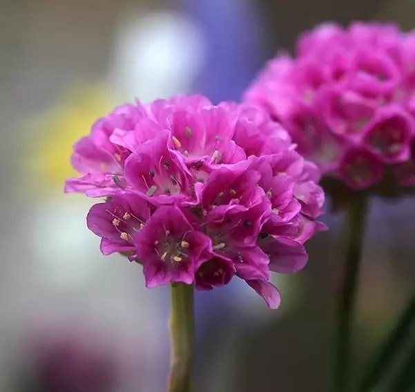 海 石 竹 花