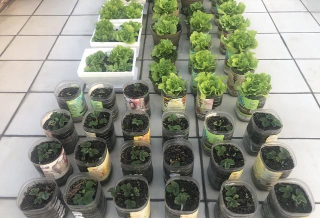 家庭种菜,用10个空油桶、泡沫箱,青菜辣椒收获不停,省钱又好吃