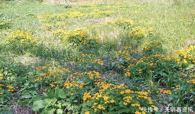 长在河边无人识，叶子却极珍贵，人称“驴蹄菜”，别忽视