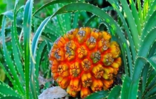 含有|女人要变美,建议吃的食物,净化血液,增加血管弹性,肌肤更细腻