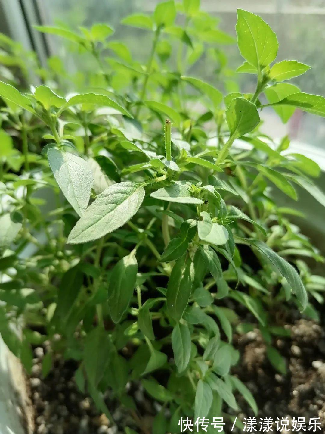 荆芥|7种花最干净，门口、窗台放一盆，蚊虫不敢靠近！