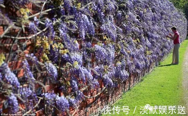 成海美|养了20年的紫藤花，足足爬了77米长，花开成海美极了！