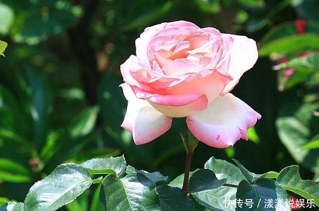 花卉|月季开花正旺,你家连花苞都没有,注意这几点,开花不断