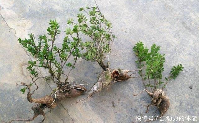 叶上花|农村一种植物，人称“叶上花”，盆栽很漂亮，采枝条就行，别挖根！