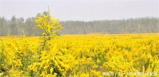 入侵中国的“霸王花”，致30种乡土植物消亡，遇到可下无情手