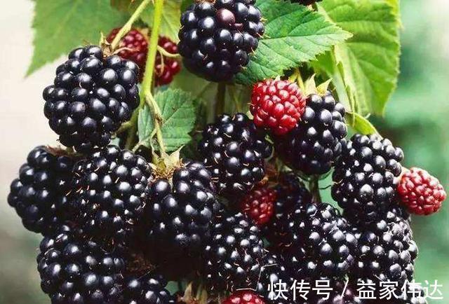 肌肤|女人不想变老,不妨坚持吃三种食物,细嫩肌肤,减少皱纹