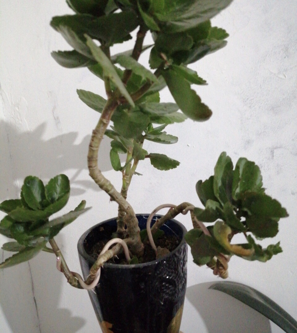 长寿花不能养得“太长寿”，难怪开花少、还容易生病