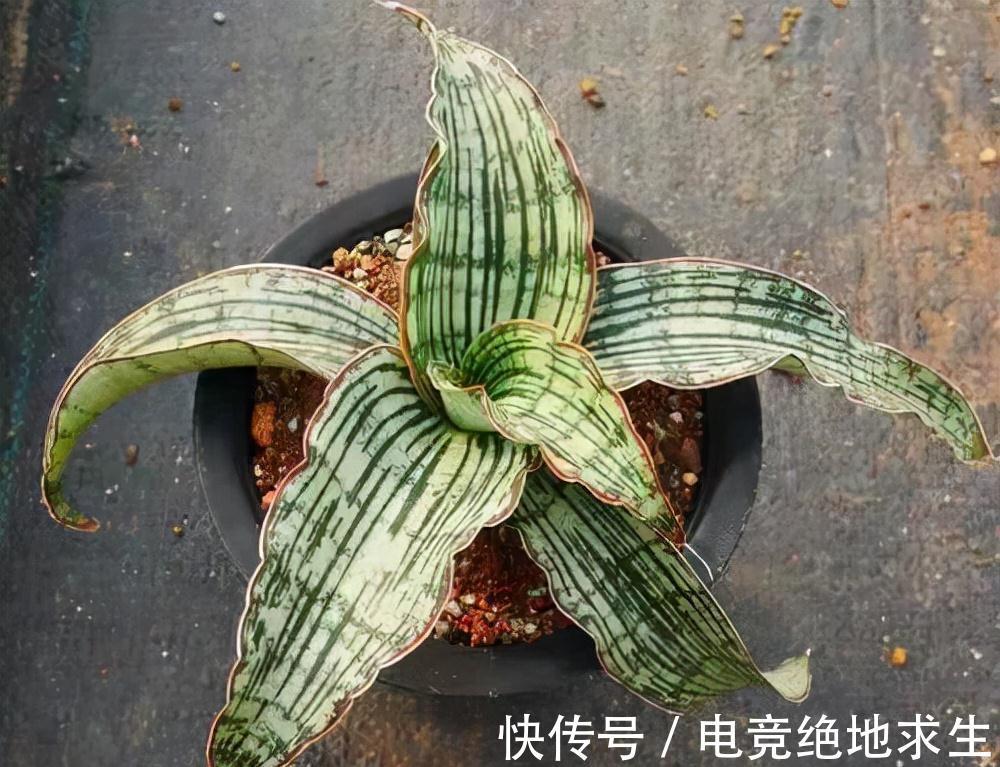 天冷后，9种花要“少水、断粮”，不然难过冬