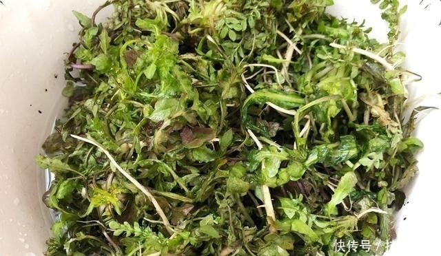 春天要多吃此菜,比韭菜还鲜,只要2元一斤,用来包饺子超级香