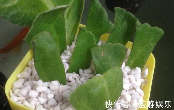 新手大岩桐、长寿花、虎皮兰、芦荟，一片叶子培育成一盆栽