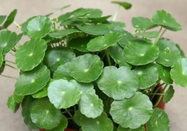  懒人|最适合“懒人”养的4种花，随意丢盆里就能活，给点水就疯长