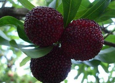 女性担心老太快，多吃种食物，能美容抗衰，滋阴补气，呵护肌肤