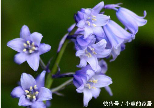 超好养的几款花,秋冬也能开花,花朵妖娆迷人