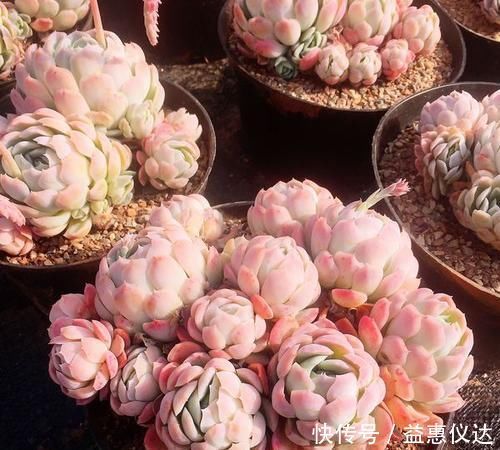 多肉|家里养多肉,给它喂勺神仙水,越长越旺盛,侧芽长不停!