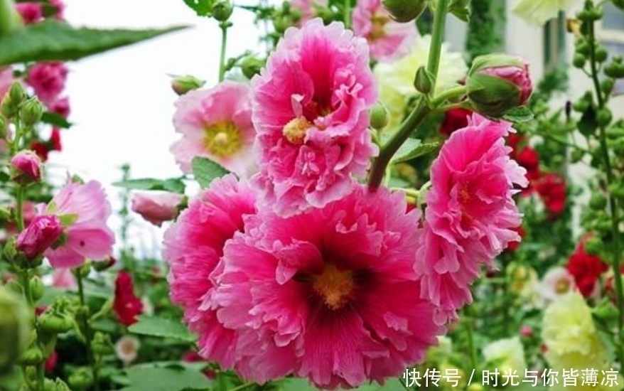 家有庭院就养4种花,夏天开正旺,花期长花朵多,一盆开出200朵花