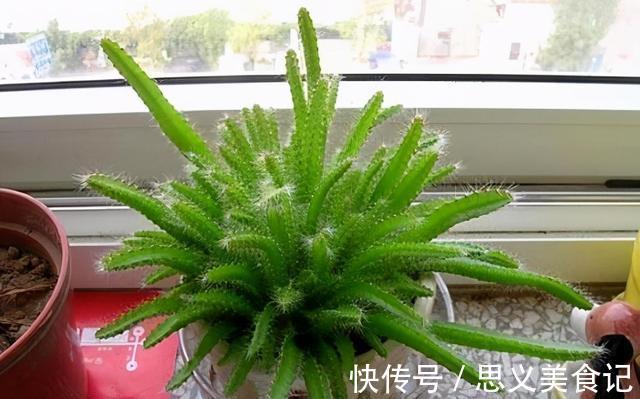 食醋|别用这4样水浇花，不然养什么植物都得浇一盆死一盆