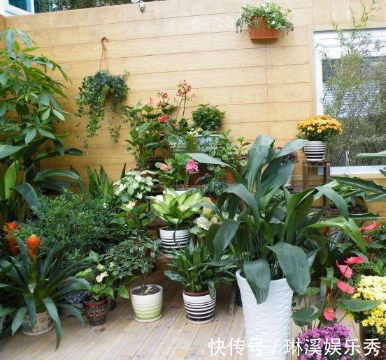 种花|4种''路边垃圾''不简单,带回家处理好养花,啥肥料都不再缺了