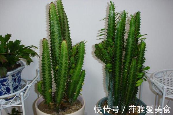 养护|青龙骨霸气寓意好,摆对了位置能镇宅,喜欢的朋友赶紧养