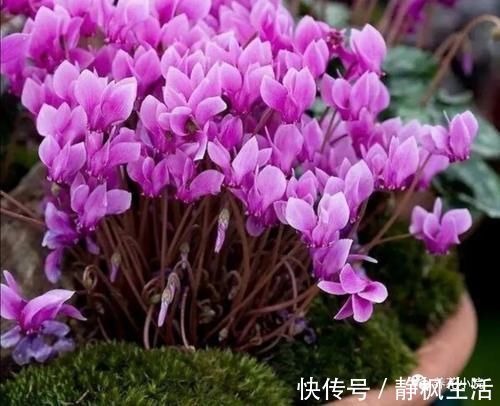 开花期|仙客来开花期，给它做4个小细节，开花时间长，花色更美