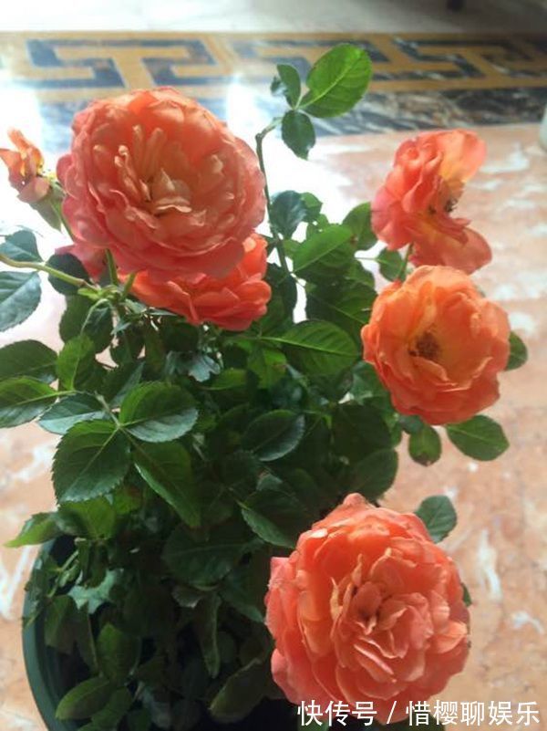 “优良月季”土星王阳台，丰腴婀娜，美丽怡人，开花很容易爆盆