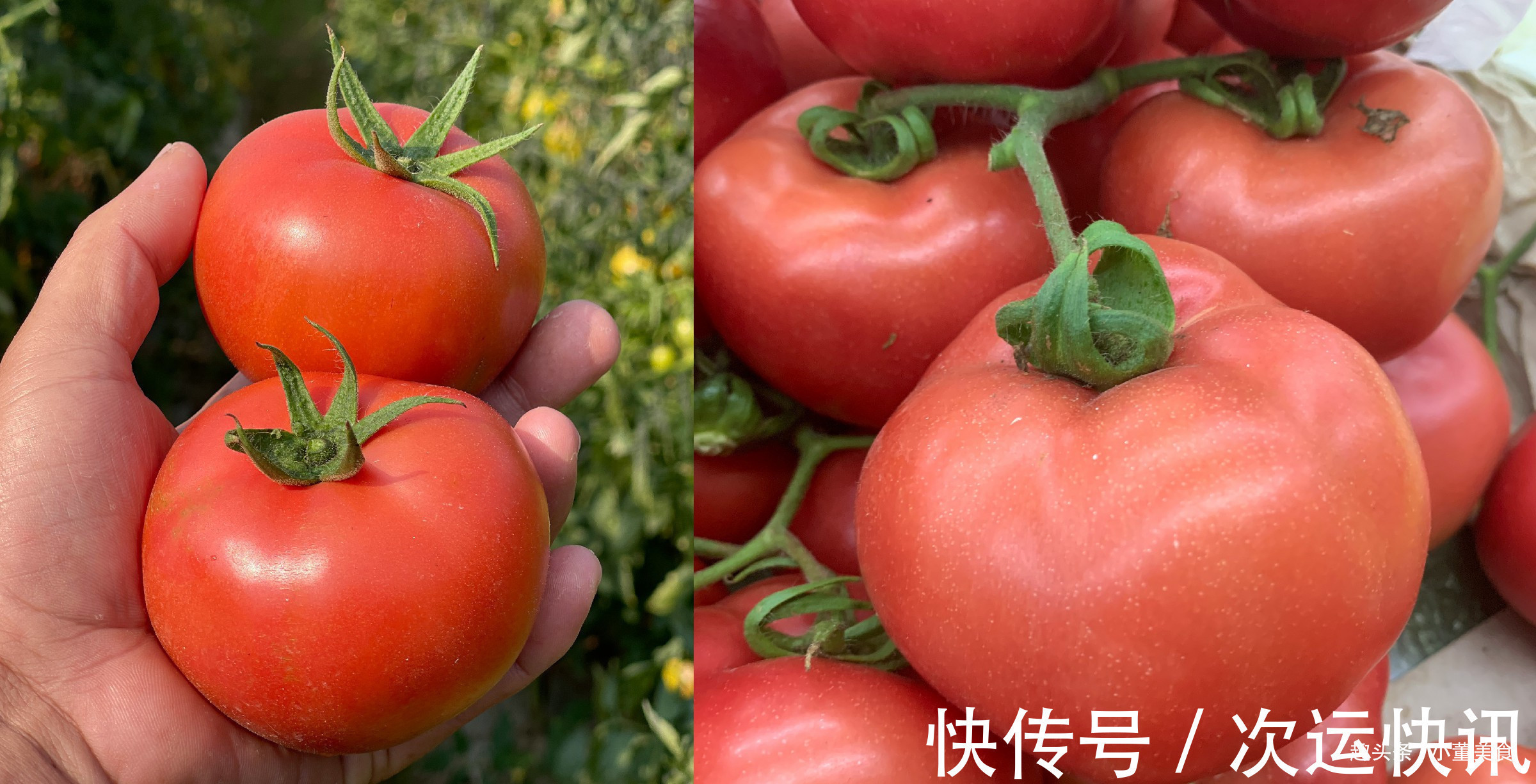 买西红柿别只会选红的,挑“母”的更沙甜多汁,让你一挑一个准