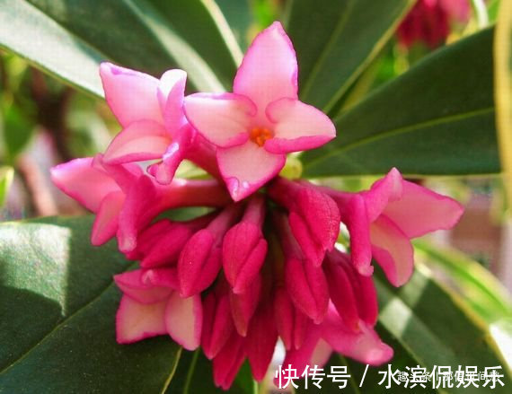 品种|喜欢玫瑰,就试试“珍稀品种”香云,芳香四溢,花朵鲜艳,好美