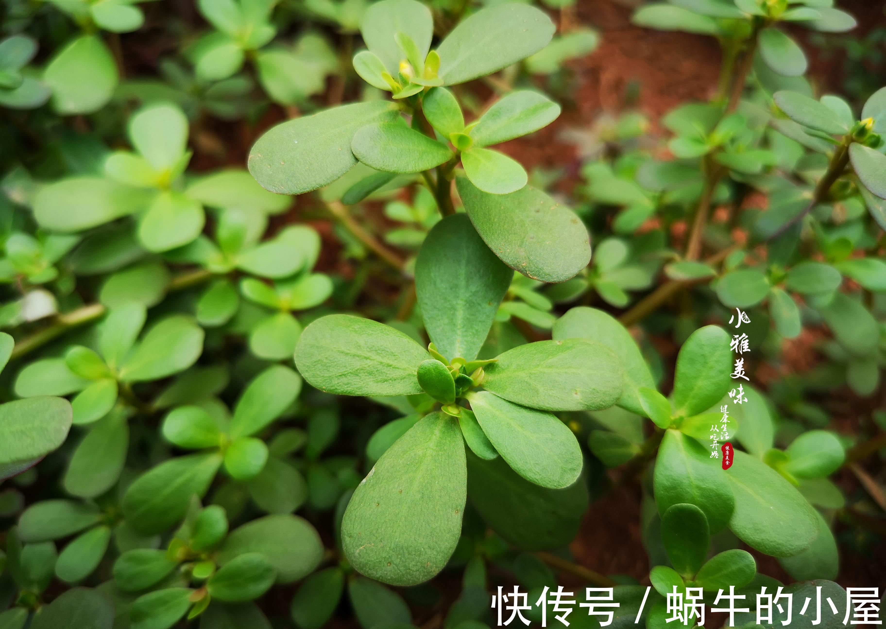 剁辣椒|在欧洲偶遇中国野菜，兴奋之余，当晚演绎了一场经典的中国凉拌菜