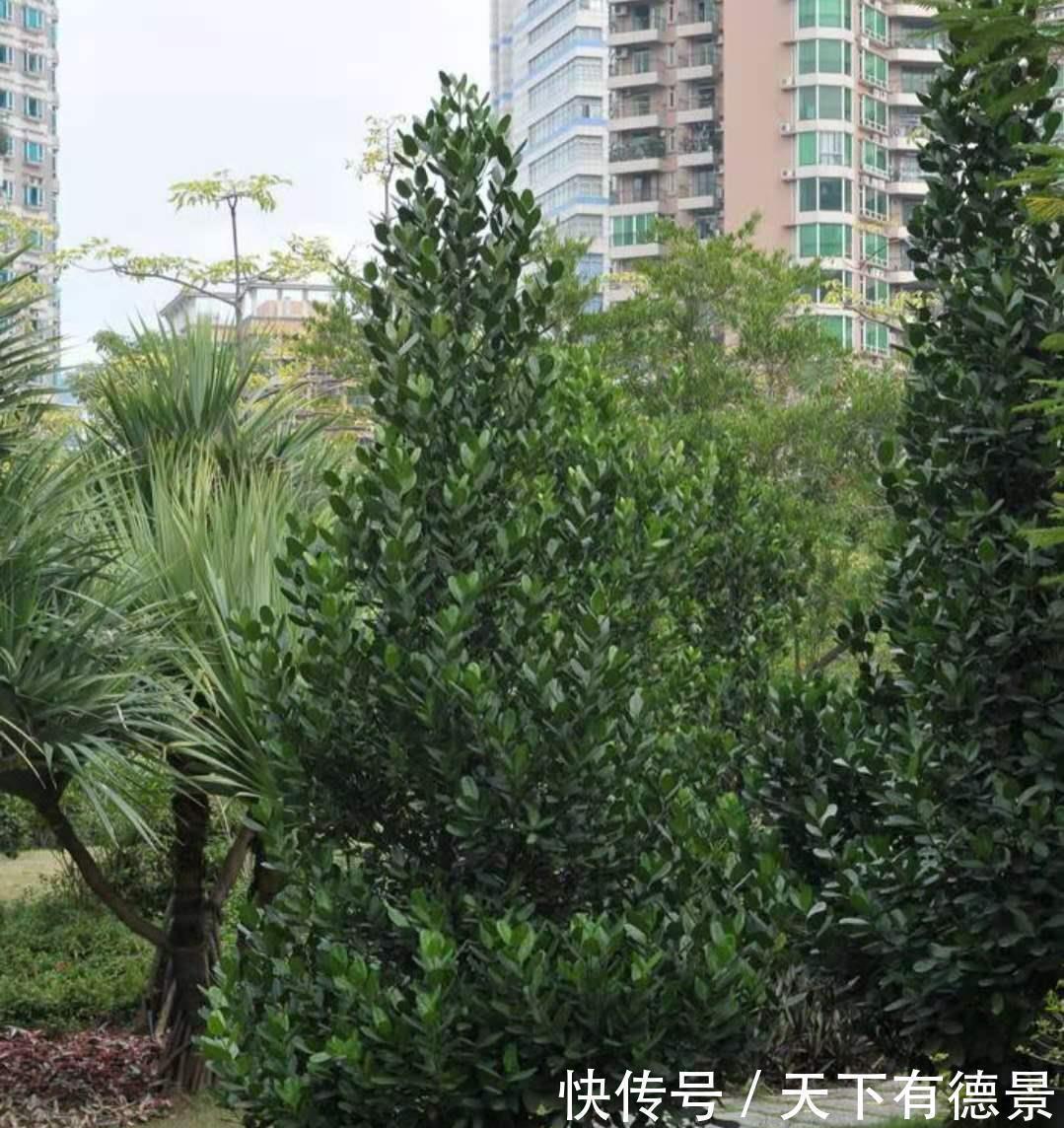 福木|这3种大型观赏树，一般人真分不清，养起来更费劲