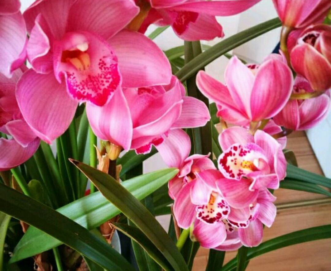 芦头|养大花蕙兰,选错花盆有风险,好多兰友易忽略,根系往外长