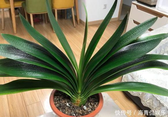 蟹爪兰不开花就关“小黑屋”,而君子兰不开花却得做好这些!