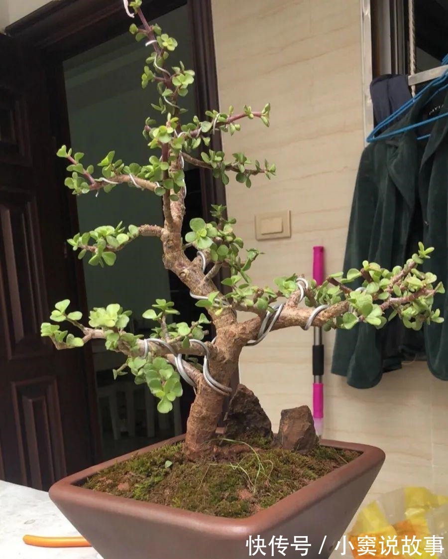 金枝玉叶不能长太高,越矮越值钱,一长高就砍!