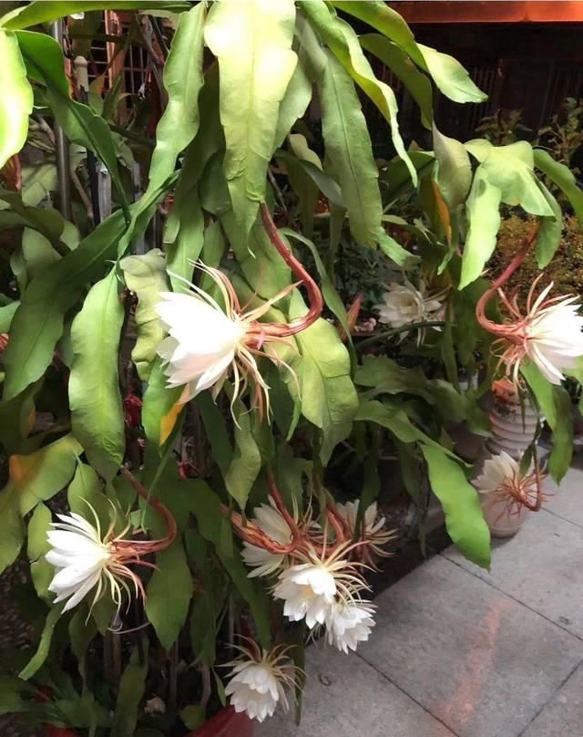 喜欢在室外养昙花注意不好这几点,烂根是常态