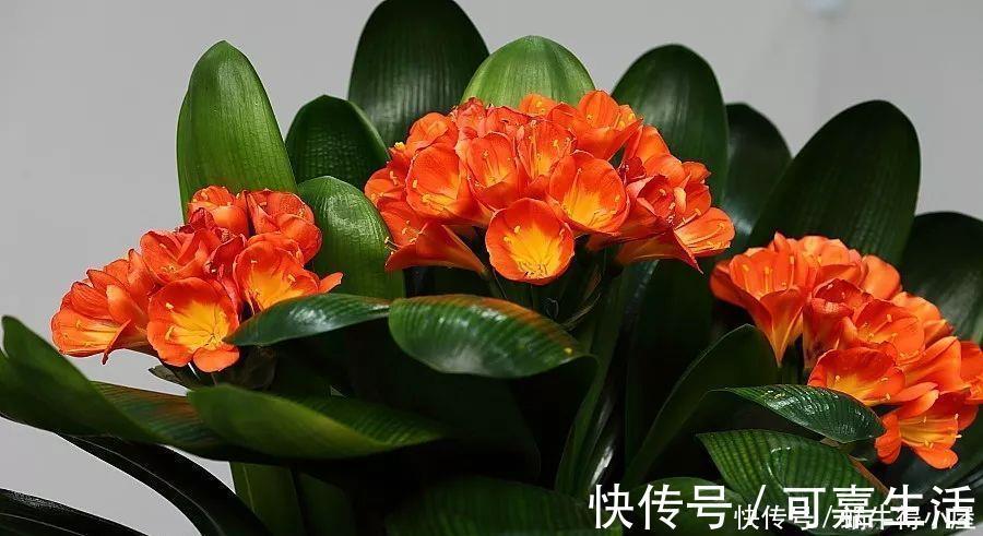 金银花|花友公认具有灵性的绿植，你需要知道它们
