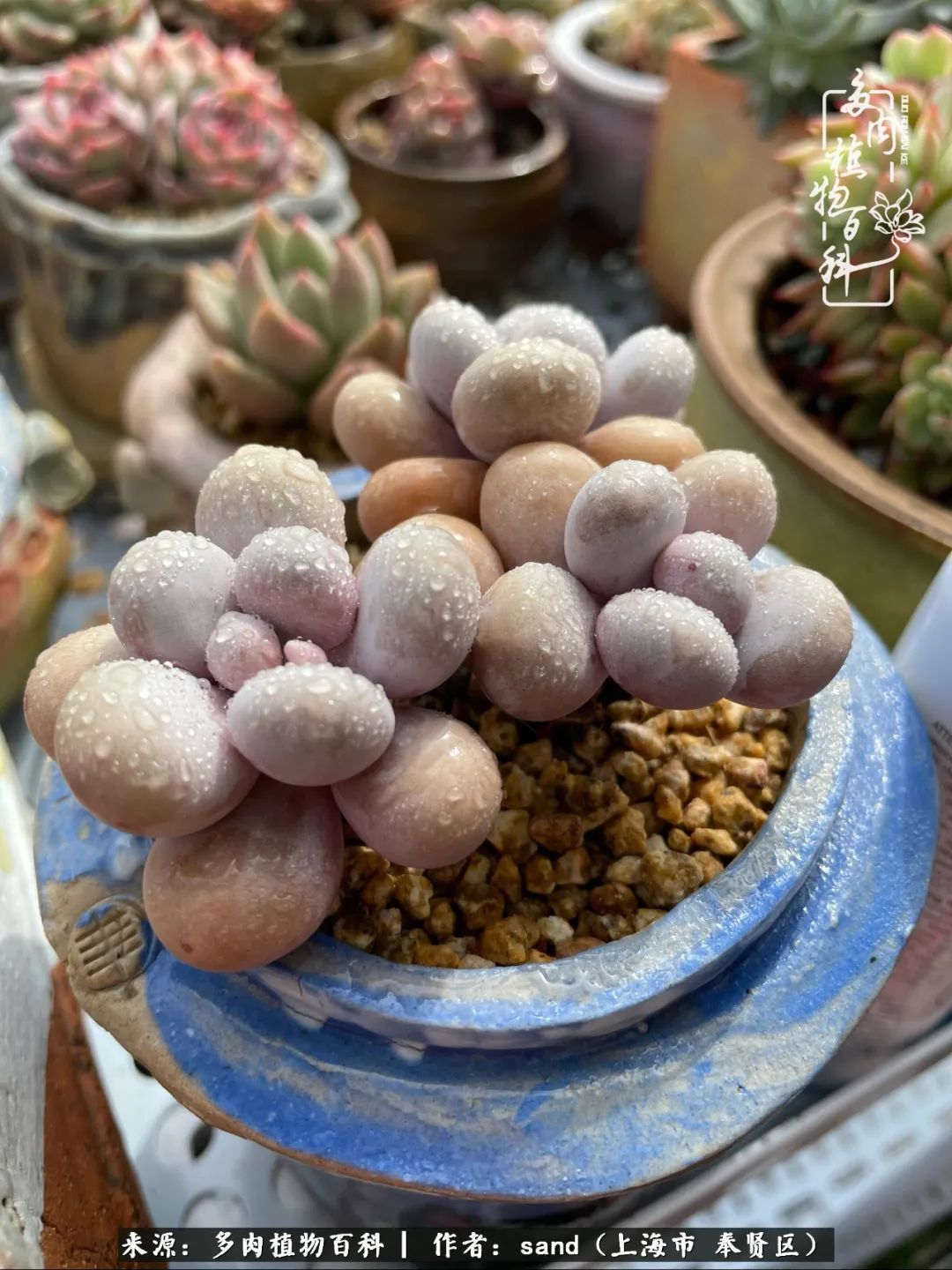 带着200多盆多肉，三个月搬两次家，是一种怎样的体验