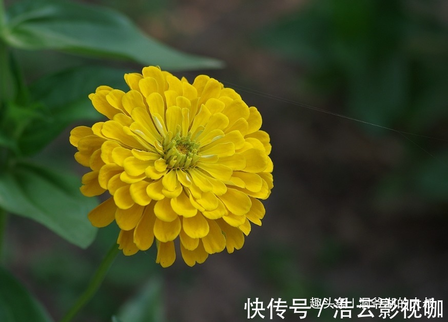 女人|天生“懒婆娘”的三个生肖女，却命很好，人懒却得宠，懒人有懒福