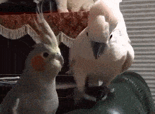 |搞笑GIF:搭讪碰了一鼻子灰之后成精!自己化解了自己的尴尬!